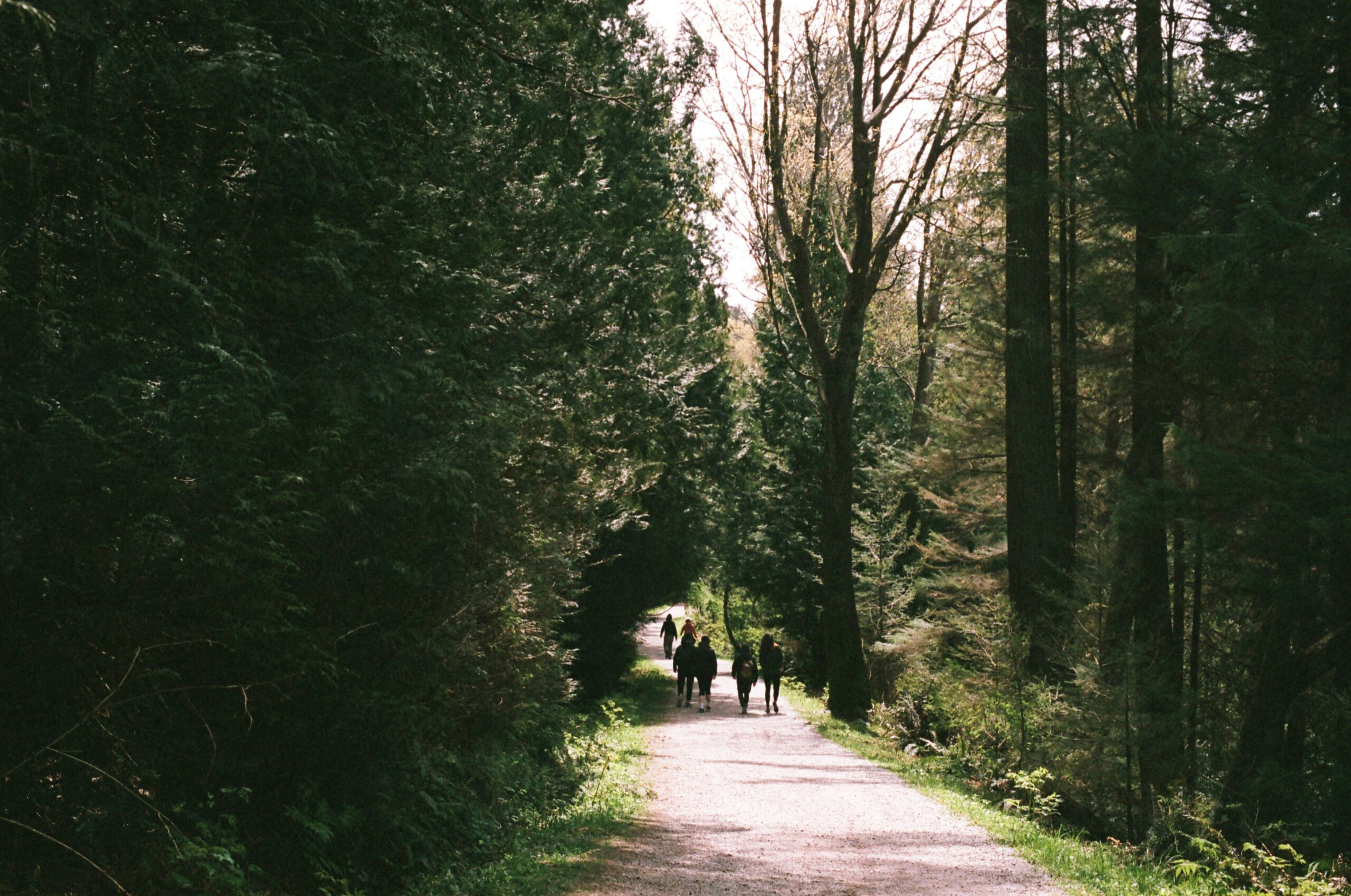 Before image of eroded path next to restored lush vegetation after tour