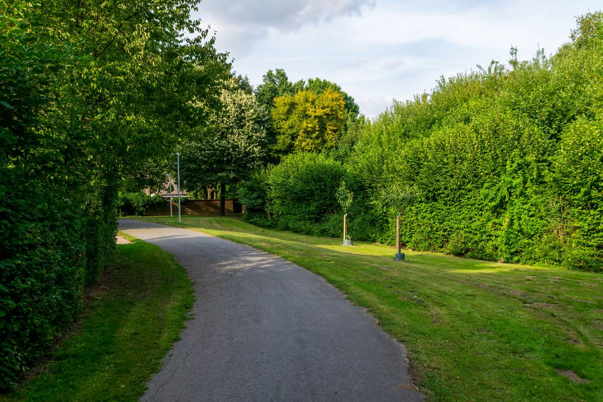 A scenic view of cyclists riding on a tree-lined green e-bike path.