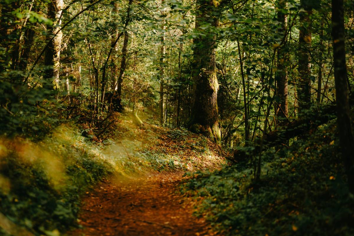 Discover the Ultimate Mountain Bike Route: A Thrilling Guide to eBike Tours